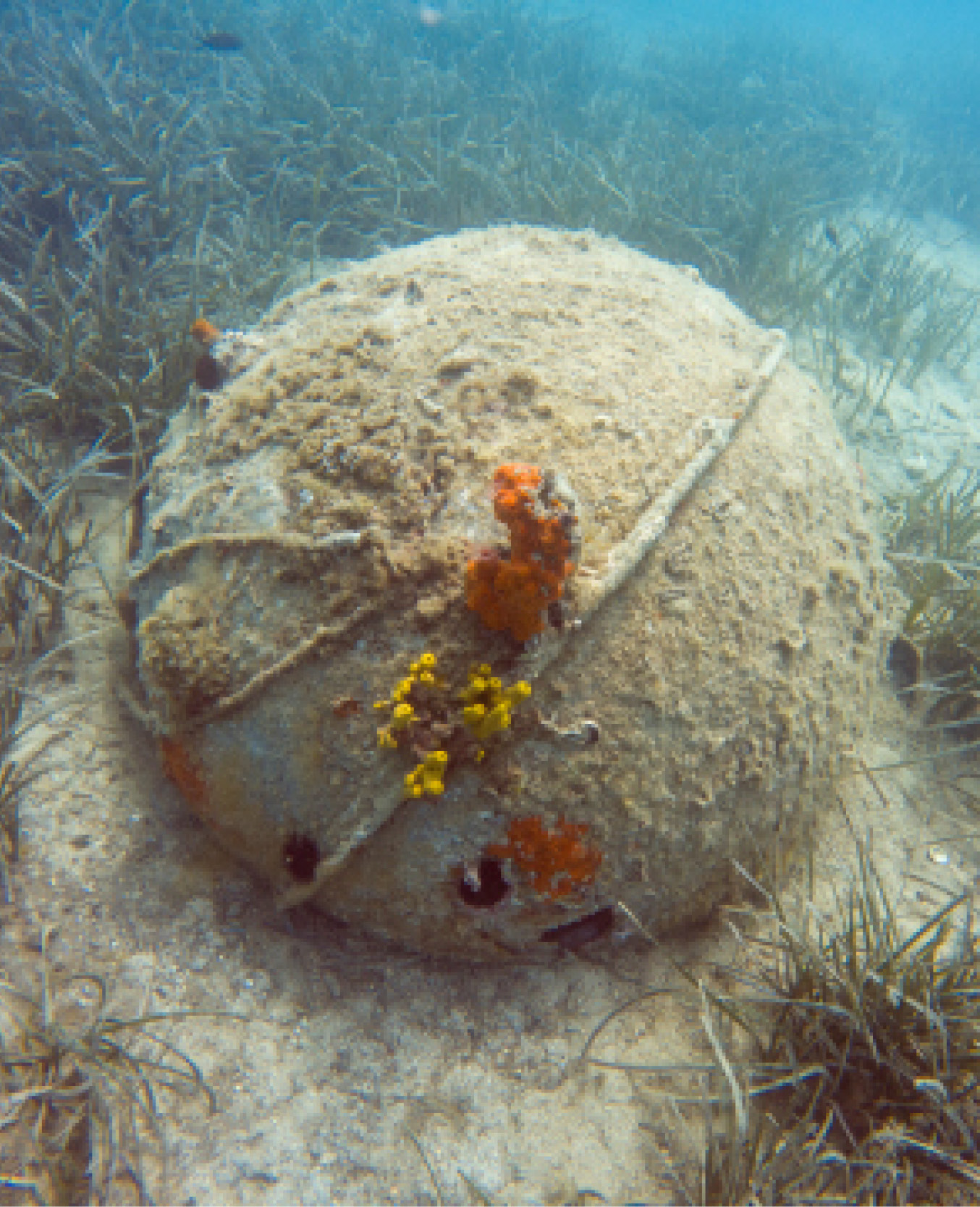 OI_Website_Carousel_63